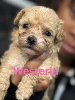 Westeria , a female Poodle - Toy  for sale in Greensboro, NC – 1 of 4