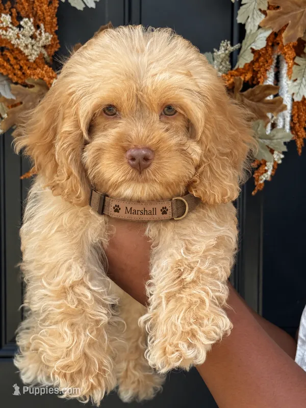 Marshall – Cockapoo puppy for sale in Greensboro, NC