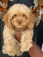 Marshall, a male Cockapoo for sale in Greensboro, NC – 1 of 7