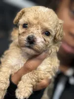 Westeria , a female Poodle - Toy  for sale in Greensboro, NC – 3 of 4