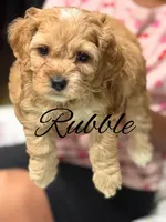 Rubble, a male Cockapoo for sale in Greensboro, NC – 2 of 2