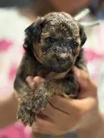 Ziggy, a male Cockapoo for sale in Greensboro, NC – 6 of 6