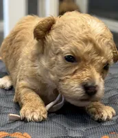 Westeria , a female Poodle - Toy  for sale in Greensboro, NC – 4 of 4