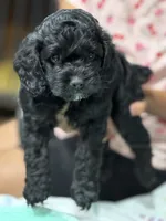 Rocky , a male Cockapoo for sale in Greensboro, NC – 4 of 6