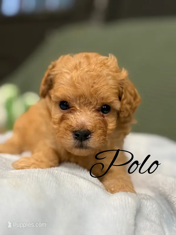 Polo – Cockapoo puppy for sale in Greensboro, NC