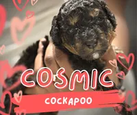 Cosmic, a male Cockapoo for sale in Greensboro, NC – 3 of 5