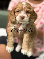 Everest , a female Cockapoo for sale in Greensboro, NC – 4 of 7