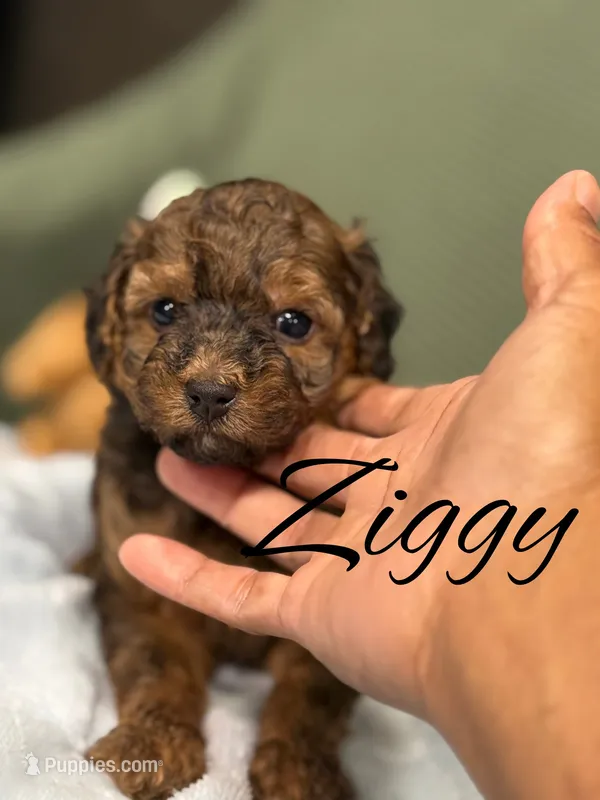 Ziggy – Cockapoo puppy for sale in Greensboro, NC