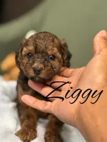 Ziggy, a male Cockapoo for sale in Greensboro, NC – 1 of 6