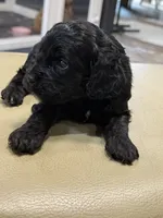 Rocky , a male Cockapoo for sale in Greensboro, NC – 3 of 6