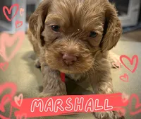 Marshall, a male Cockapoo for sale in Greensboro, NC – 4 of 5