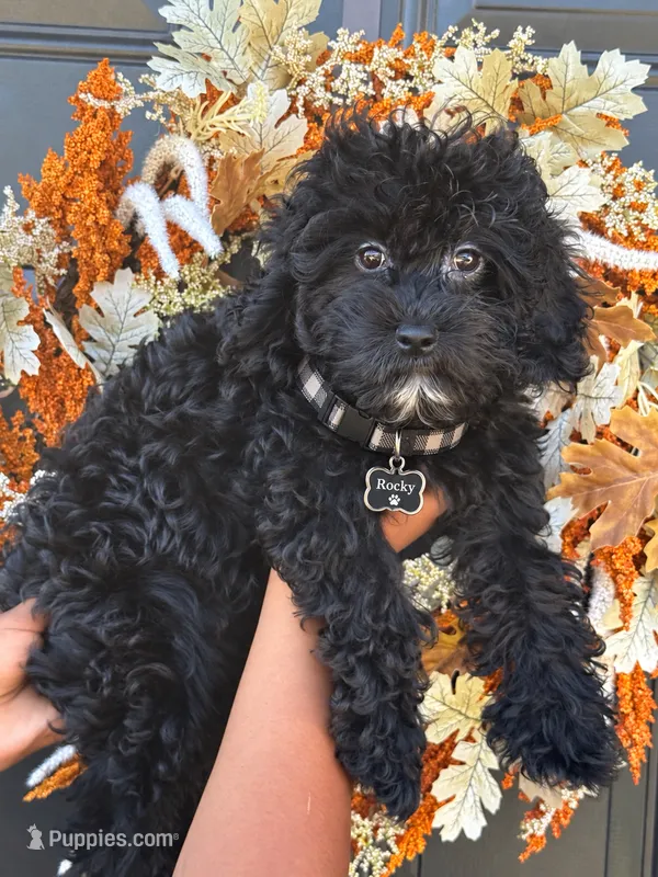 Rocky  – Cockapoo puppy for sale in Greensboro, NC