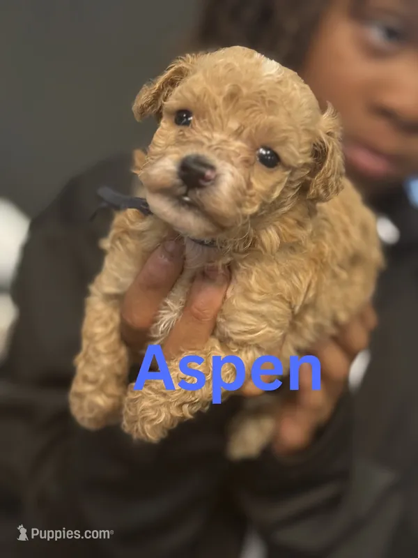 Aspen – Poodle - Toy  puppy for sale in Greensboro, NC