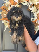Cosmic, a male Cockapoo for sale in Greensboro, NC – 2 of 7