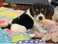 Artemis, a male Beagle for sale in Earlville, IL – 2 of 8