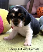 Bailey, a female Beagle for sale in Earlville, IL – 1 of 2