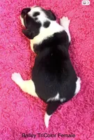 Bailey, a female Beagle for sale in Earlville, IL – 2 of 2