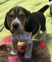 Apollo, a male Beagle for sale in Earlville, IL – 2 of 5