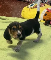 Apollo, a male Beagle for sale in Earlville, IL – 4 of 5