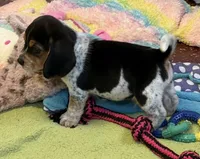 Apollo, a male Beagle for sale in Earlville, IL – 4 of 5