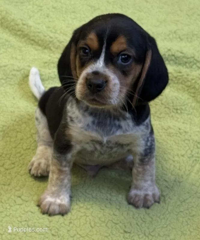 Austin – Beagle puppy for sale in Earlville, IL