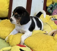 Artemis, a male Beagle for sale in Earlville, IL – 8 of 8