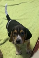Apollo, a male Beagle for sale in Earlville, IL – 5 of 5