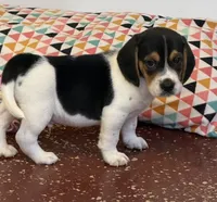 Artemis, a male Beagle for sale in Earlville, IL – 3 of 8