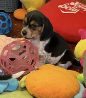 Apollo, a male Beagle for sale in Earlville, IL – 3 of 5