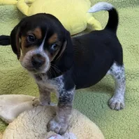 Austin, a male Beagle for sale in Earlville, IL – 5 of 6