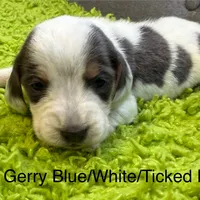 Gerry, a male Beagle for sale in Earlville, IL – 1 of 1
