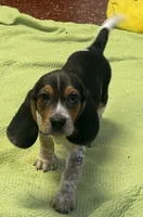 Apollo, a male Beagle for sale in Earlville, IL – 3 of 5