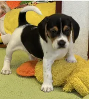 Artemis, a male Beagle for sale in Earlville, IL – 5 of 8