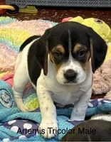 Artemis, a male Beagle for sale in Earlville, IL – 1 of 8