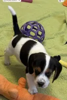 Axel, a male Beagle for sale in Earlville, IL – 3 of 5
