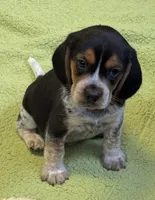 Austin, a male Beagle for sale in Earlville, IL – 2 of 6