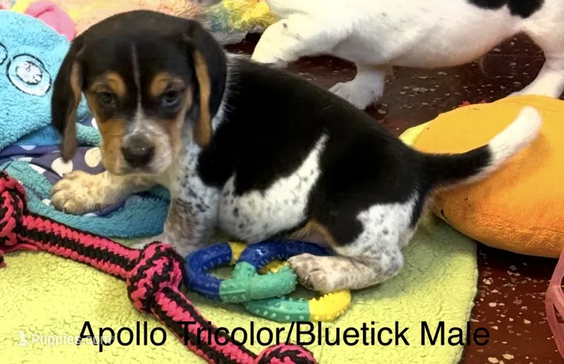 Apollo – Beagle puppy for sale in Earlville, IL