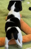 Artemis, a male Beagle for sale in Earlville, IL – 4 of 8