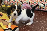 Axel, a male Beagle for sale in Earlville, IL – 5 of 5