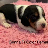 Genna, a female Beagle for sale in Earlville, IL – 1 of 1