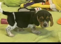 Apollo, a male Beagle for sale in Earlville, IL – 5 of 5