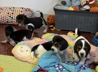 Axel, a male Beagle for sale in Earlville, IL – 4 of 5