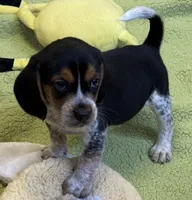 Austin, a male Beagle for sale in Earlville, IL – 6 of 6