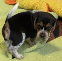 Austin, a male Beagle for sale in Earlville, IL – 4 of 6