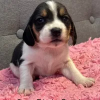 Grace, a female Beagle for sale in Earlville, IL – 1 of 1