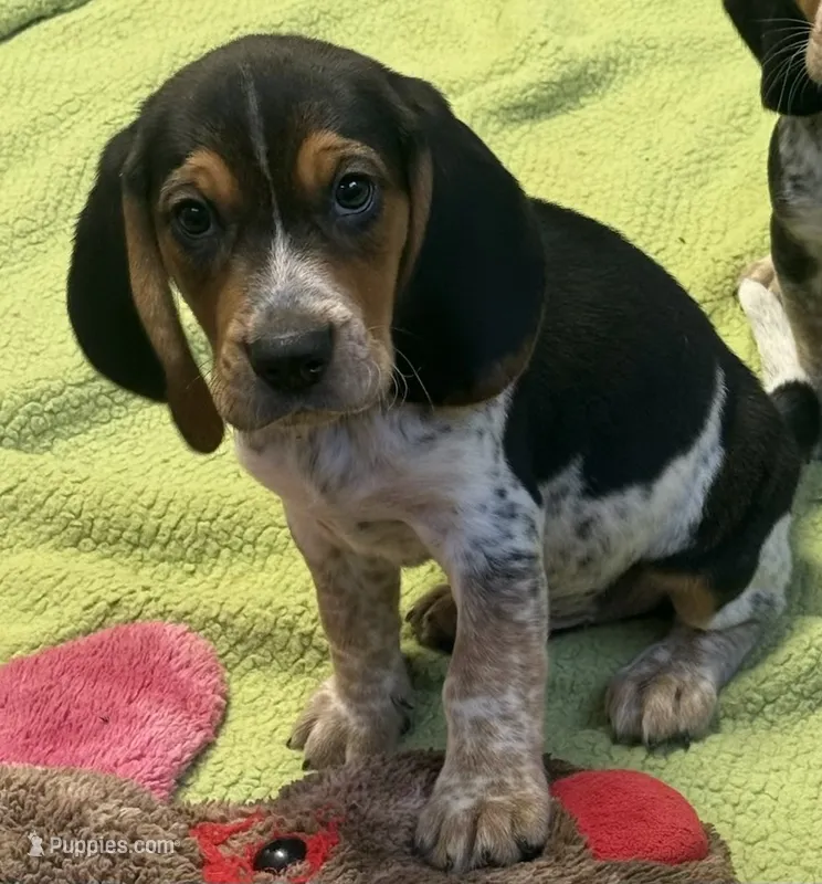 Apollo – Beagle puppy for sale in Earlville, IL