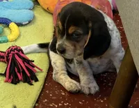 Apollo, a male Beagle for sale in Earlville, IL – 2 of 5