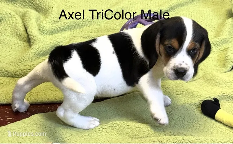 Axel – Beagle puppy for sale in Earlville, IL