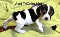 Axel, a male Beagle for sale in Earlville, IL – 1 of 5