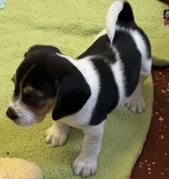 Artemis, a male Beagle for sale in Earlville, IL – 6 of 8